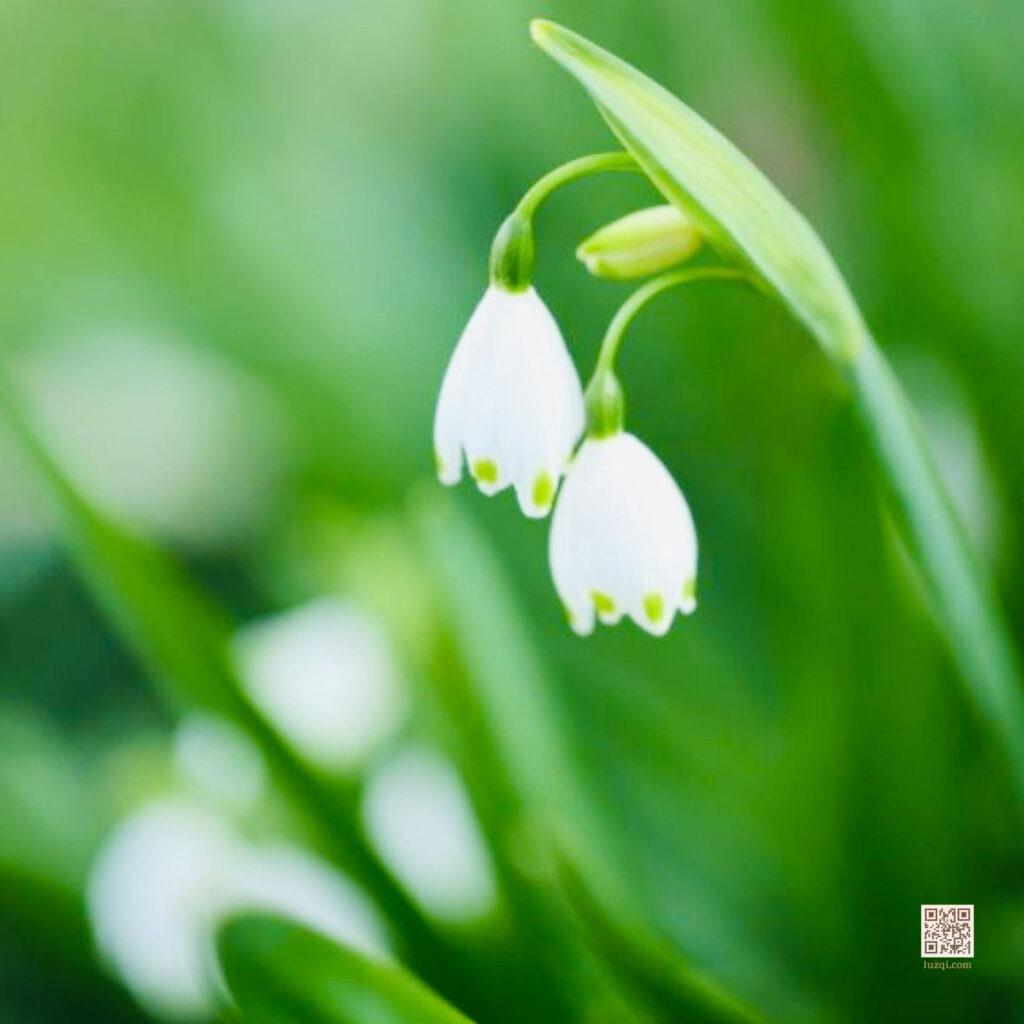 Luz Qi Photography – British Countryside Springtime in Bloom