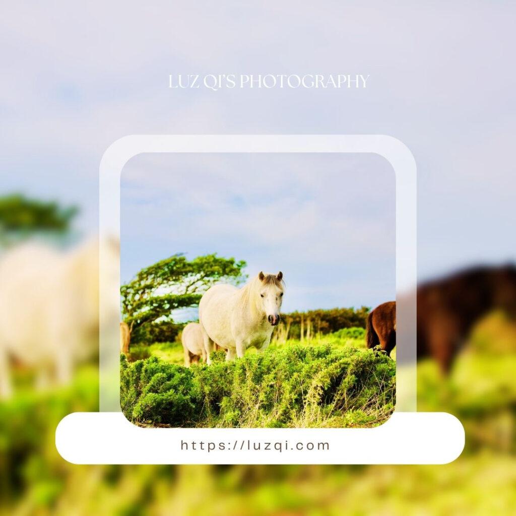 Luz Qi’s Photography | Capturing warmth and stories in every frame. - 7 Luz Qi’s studio photograph story