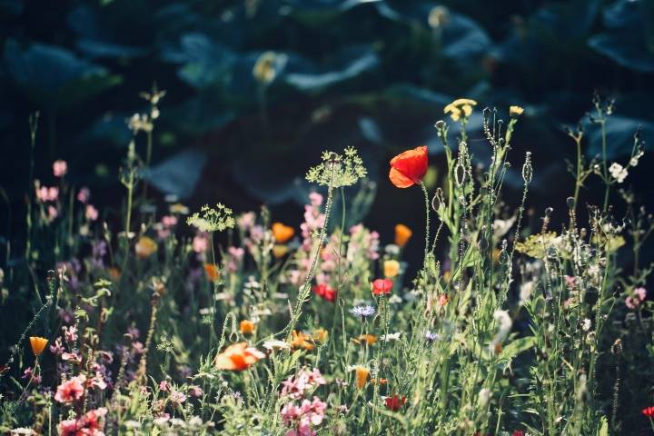 Where Silence Blooms – Luz Qi Studio