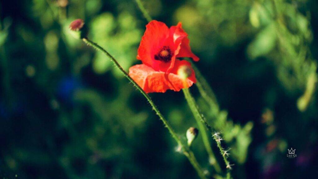 Embrace the Present – Luz Qi Studio | https://luzqi.com